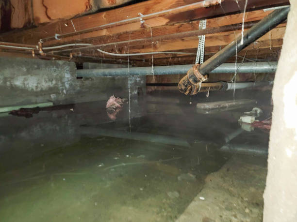 Best Mold removal after water damage  in Green Village, NJ