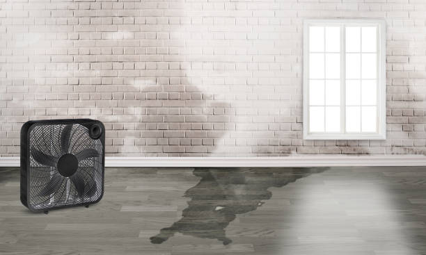 Best Local water damage restoration  in Green Village, NJ